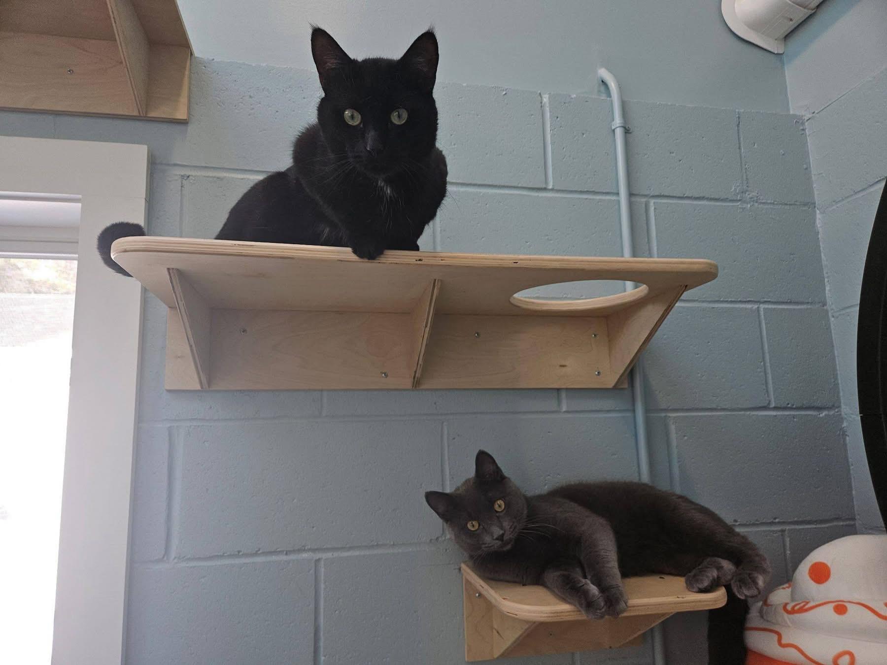 Enlarge Slate & Dusk, a ADOPTABLE Domestic Short Hair in Charlestown, RI image 3/3