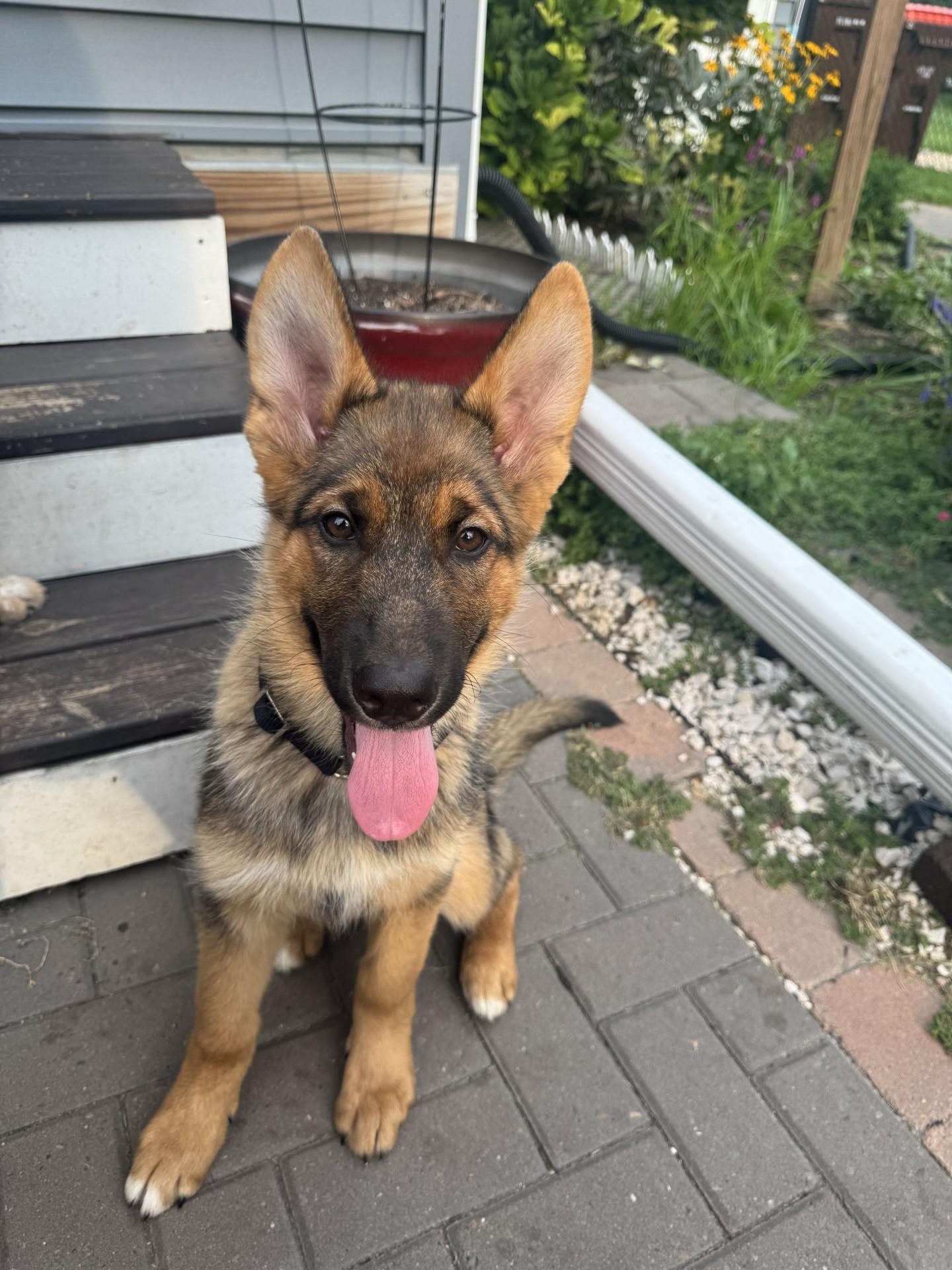 Loki-I25043