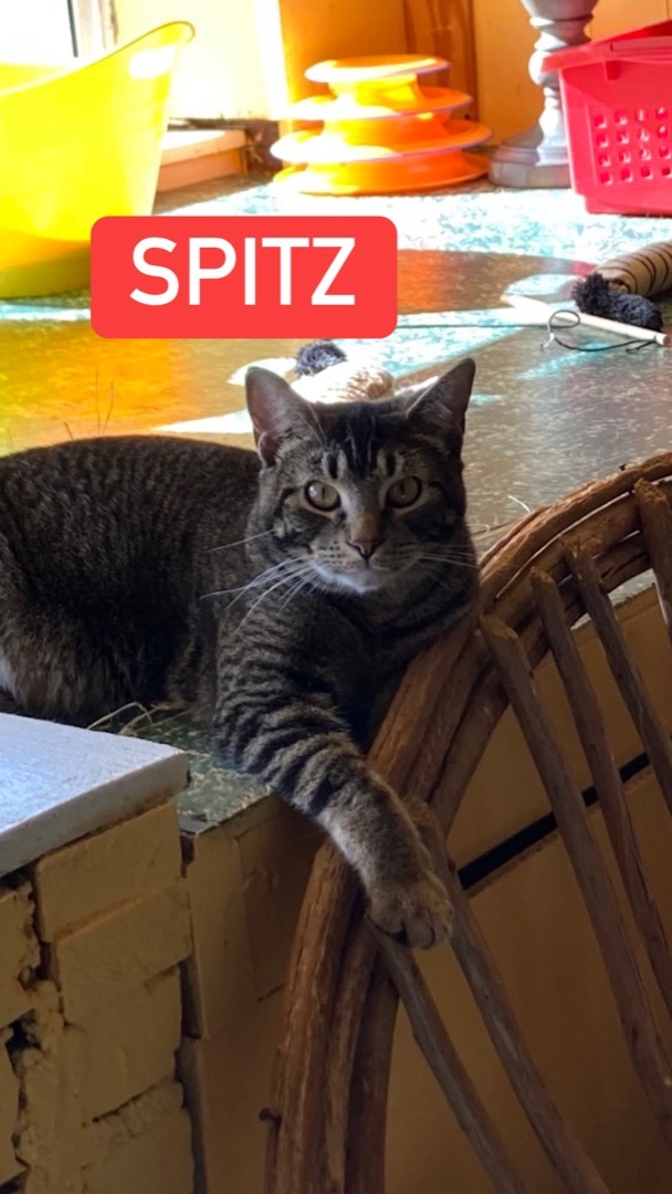 Spitz, Adoptable, Young Male Tabby.
