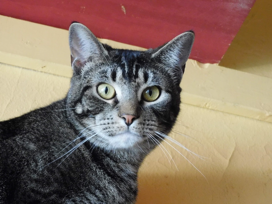 Enlarge Spitz, a Adoptable mixed breed in Memphis, TN image 2/6