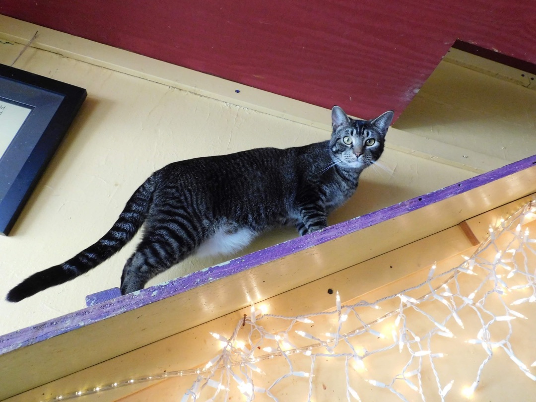 Enlarge Spitz, a Adoptable mixed breed in Memphis, TN image 3/6