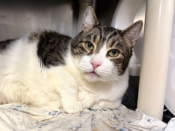 Orion — thumbnail 2