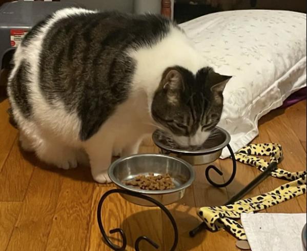 Orion — thumbnail 3