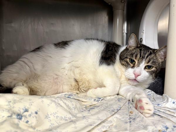 Orion — thumbnail 4