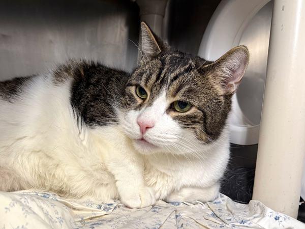 Orion — thumbnail 5