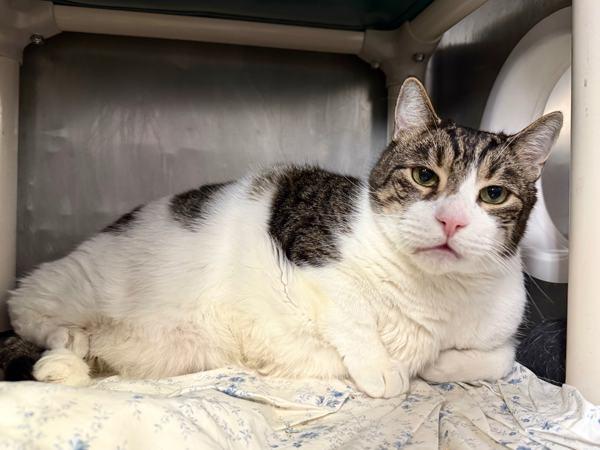 Orion — thumbnail 6