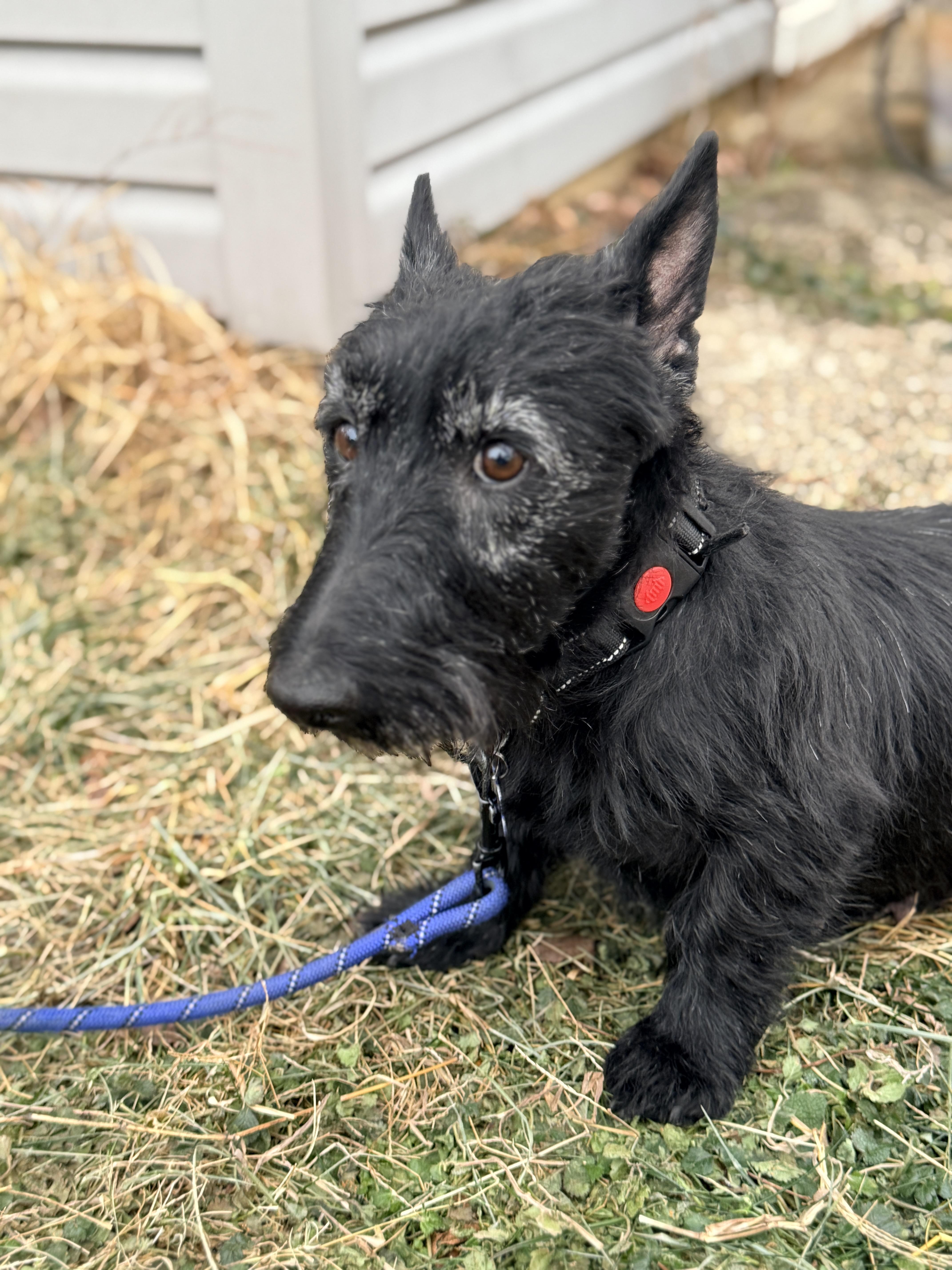 Enlarge Dreama , a ADOPTABLE Scottish Terrier in Columbia, MD image 2/4