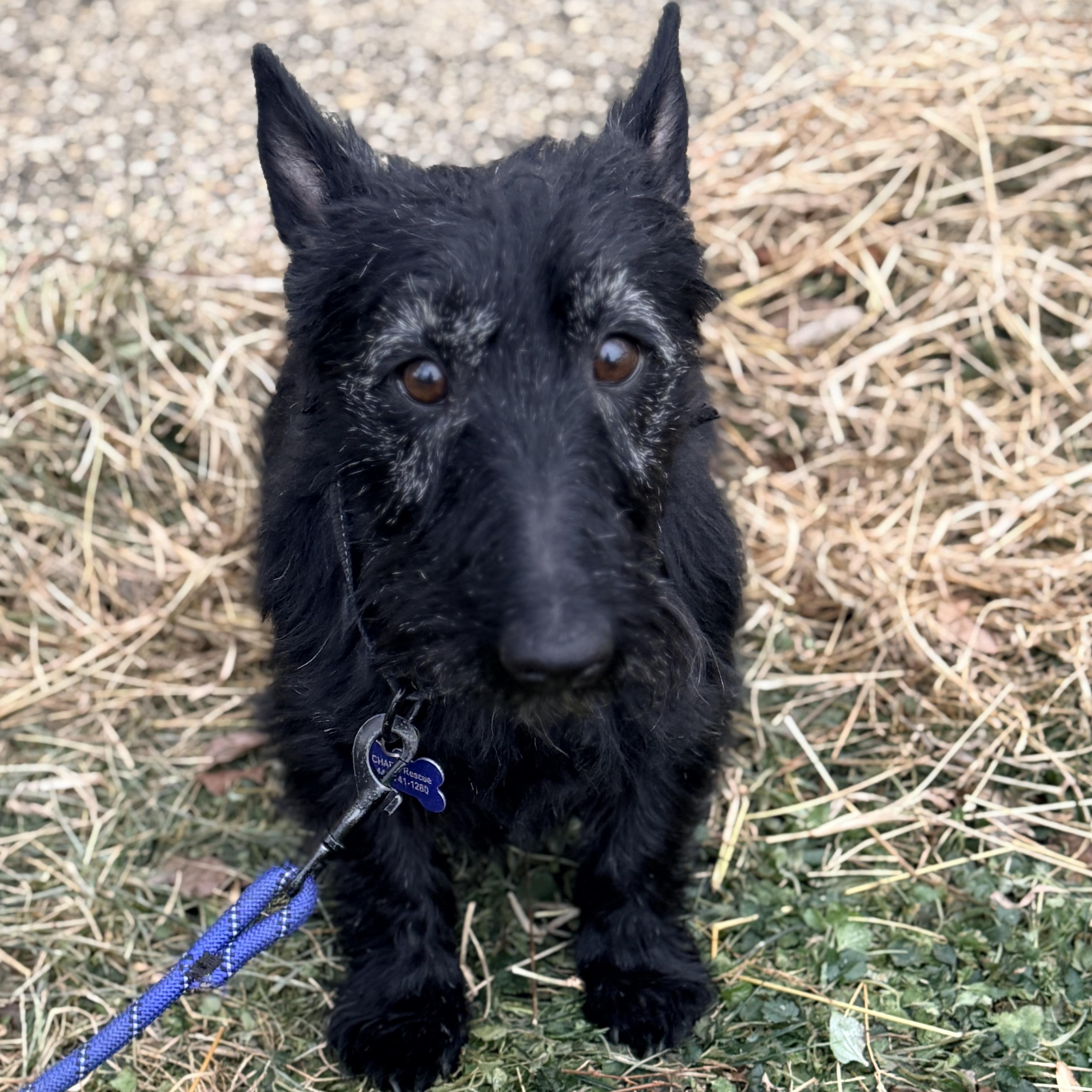 Dreama , ADOPTABLE, Senior Female Scottish Terrier.