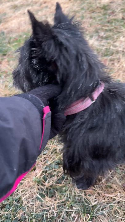Enlarge Dreama , a ADOPTABLE Scottish Terrier in Columbia, MD video 3/4