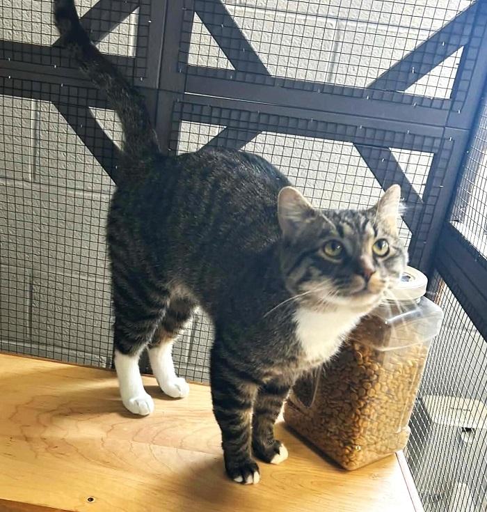 Enlarge LIL E, a ADOPTABLE Tabby in Pegram, TN image 4/5