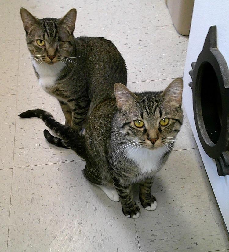 Enlarge LIL E, a ADOPTABLE Tabby in Pegram, TN image 3/5