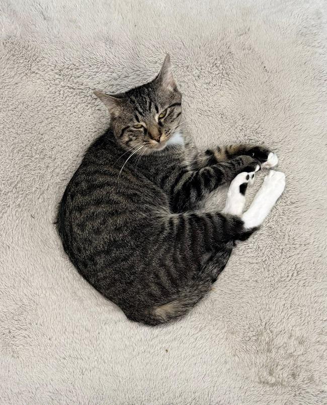 Enlarge LIL E, a ADOPTABLE Tabby in Pegram, TN image 2/5