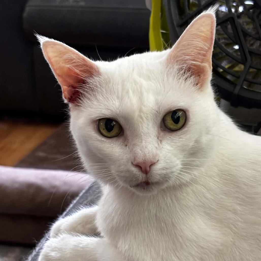 Enlarge Mishka, a Adoptable Domestic Short Hair in Ocala, FL image 5/6