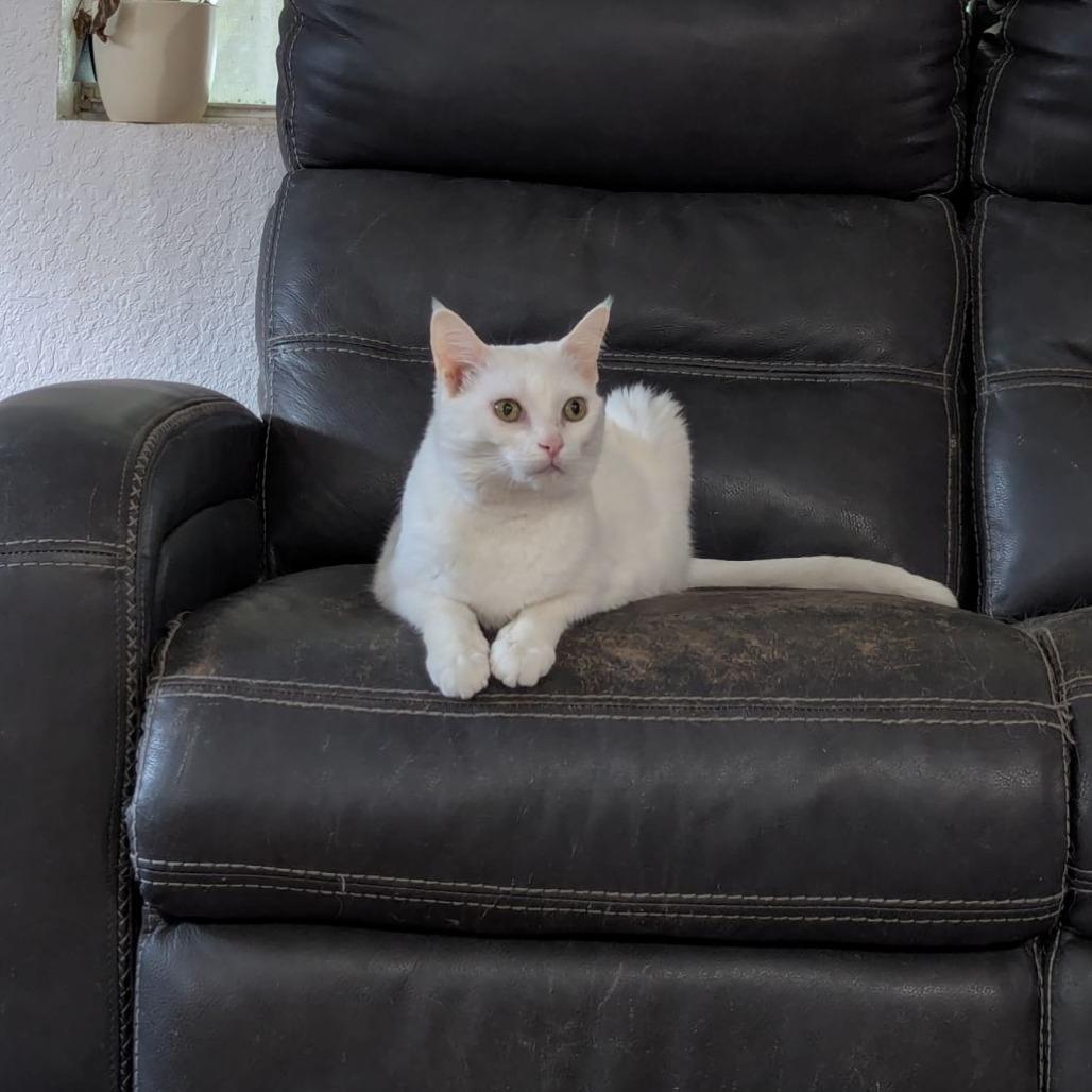 Enlarge Mishka, a Adoptable Domestic Short Hair in Ocala, FL image 6/6