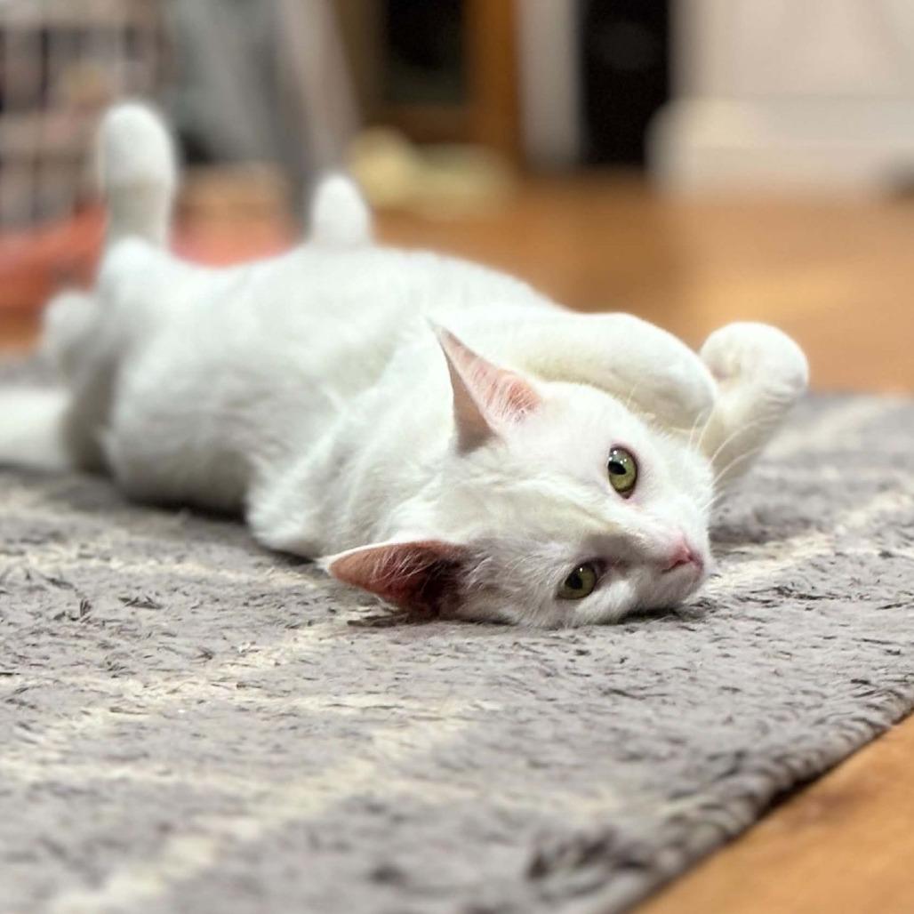 Enlarge Mishka, a Adoptable Domestic Short Hair in Ocala, FL image 1/6