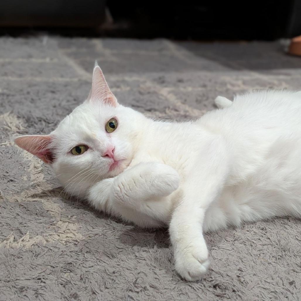 Enlarge Mishka, a Adoptable Domestic Short Hair in Ocala, FL image 3/6