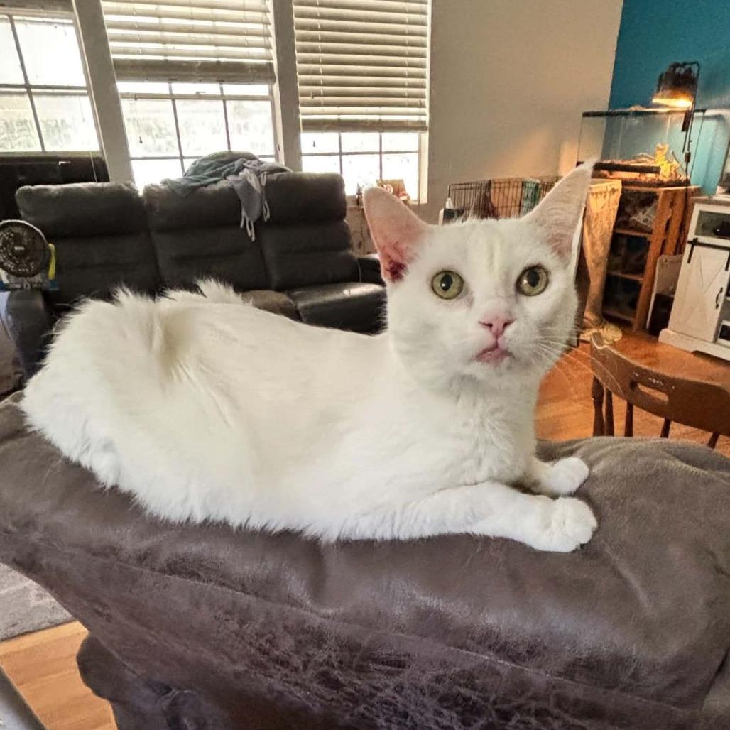 Enlarge Mishka, a Adoptable Domestic Short Hair in Ocala, FL image 2/6