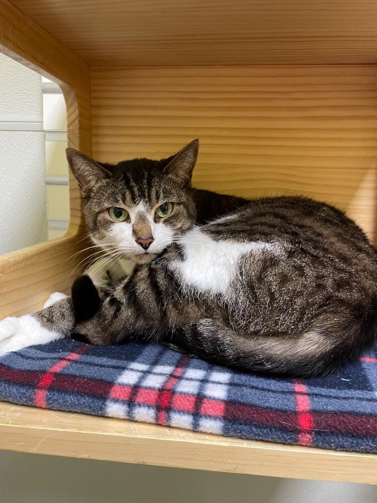 Vixey, ADOPTABLE, Adult Female Domestic Short Hair.