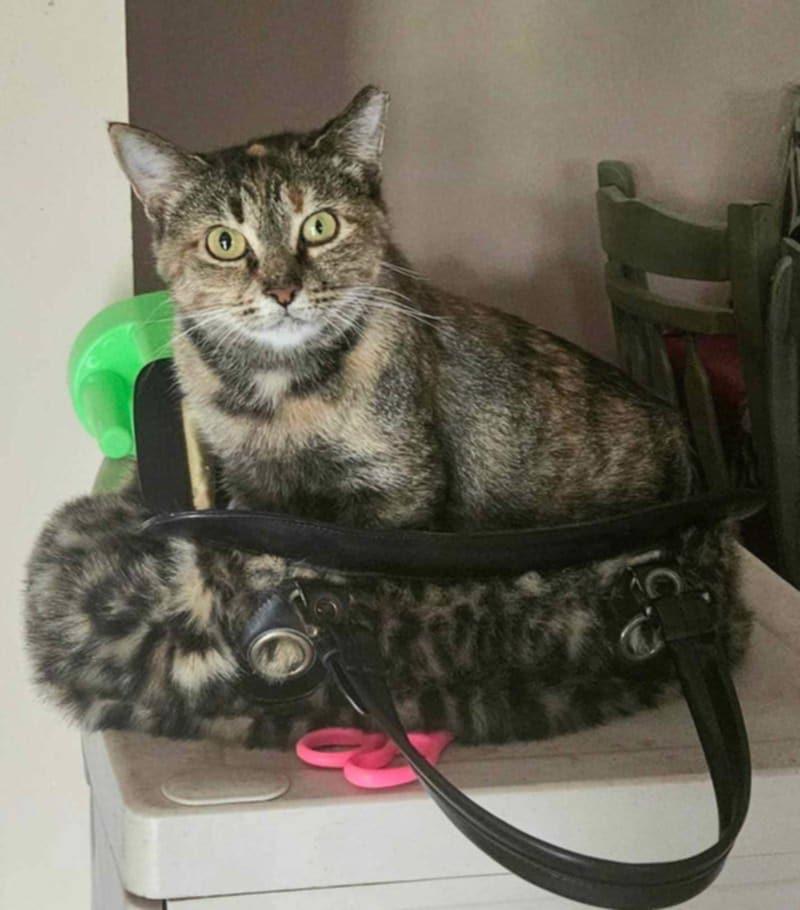 Enlarge Titania, a Adoptable Domestic Short Hair in Sudbury, MA image 1/1