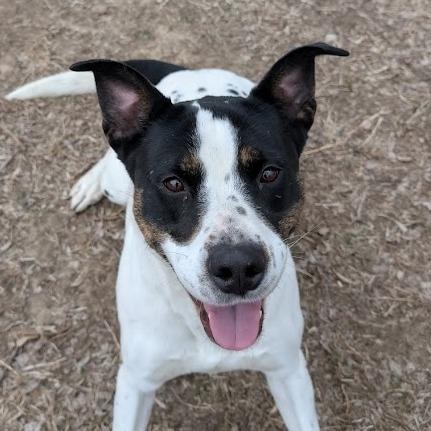 Snow, Adoptable, Young Female Terrier.