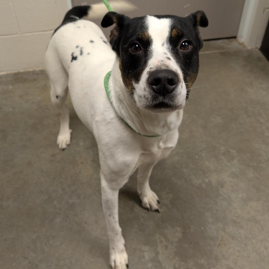 Snow, a Adoptable Terrier in Manhattan, KS image 1/3