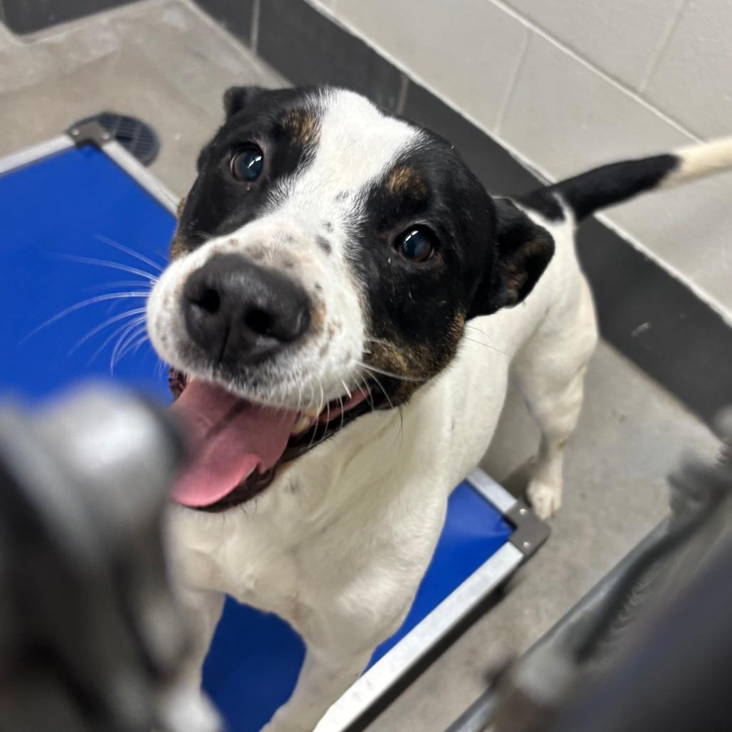 Snow, a Adoptable Terrier in Manhattan, KS image 3/3