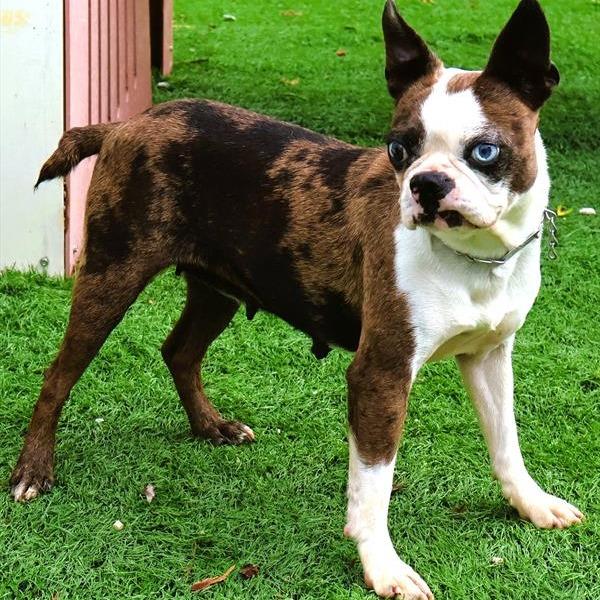 Bailey, ADOPTABLE, Adult Female Boston Terrier.