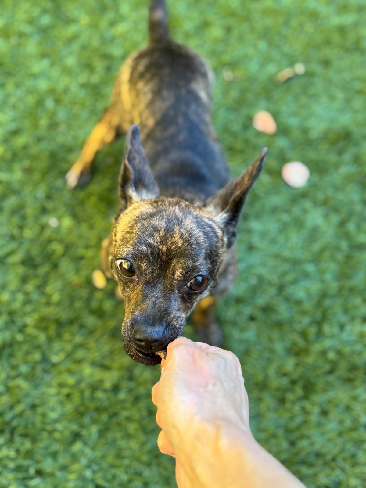 Enlarge Tulip, a Adopted mixed breed in Los Angeles, CA image 4/6