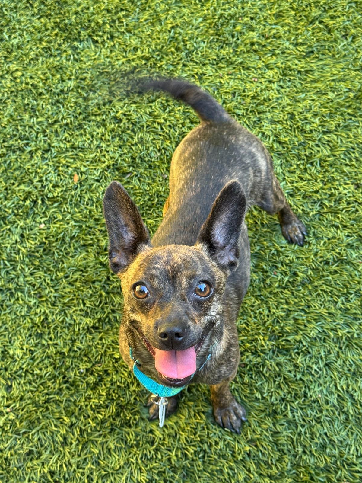 Enlarge Tulip, a Adopted mixed breed in Los Angeles, CA image 3/6