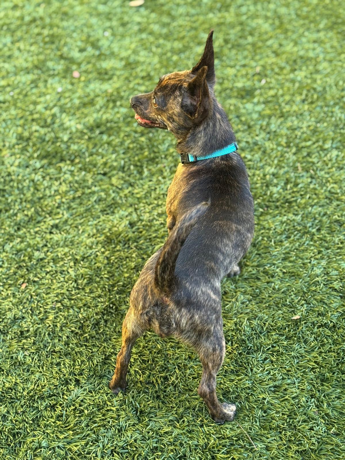 Enlarge Tulip, a Adopted mixed breed in Los Angeles, CA image 6/6