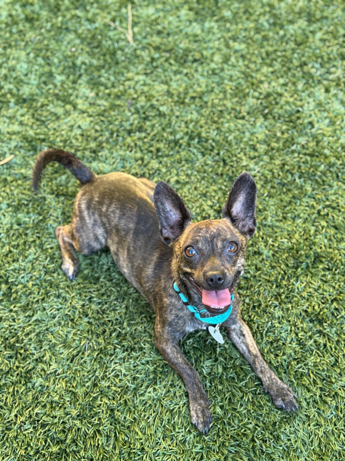 Enlarge Tulip, a Adopted mixed breed in Los Angeles, CA image 5/6