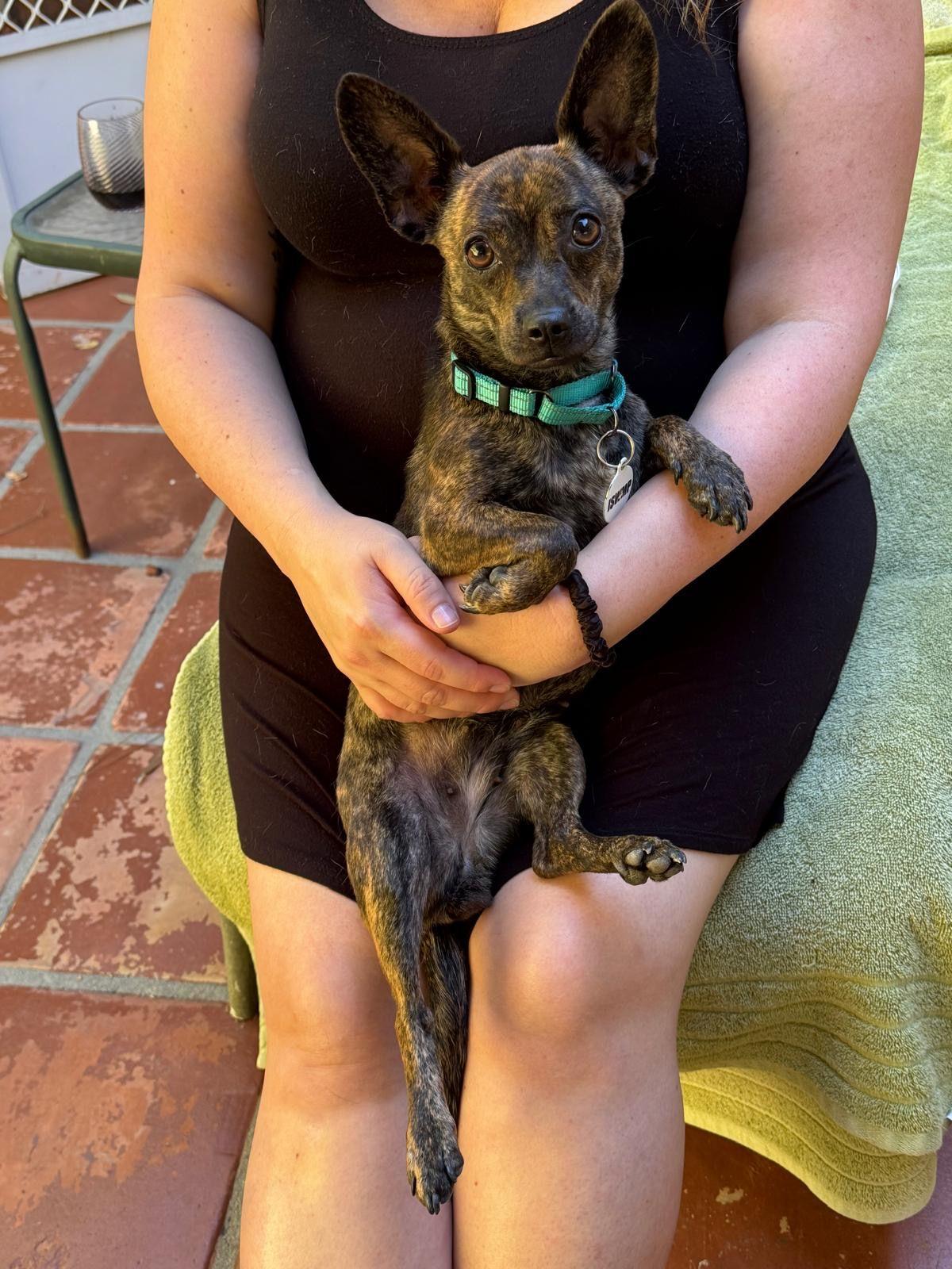 Enlarge Tulip, a Adopted mixed breed in Los Angeles, CA image 2/6