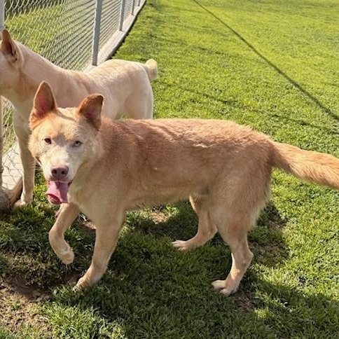 Enlarge MR. PEACHES, a Adoptable Husky in Delano, CA image 4/4
