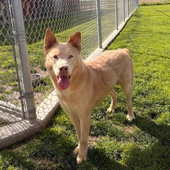 MR. PEACHES, Adoptable, Puppy Male Husky.