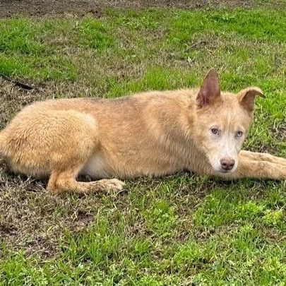 MR. PEACHES, a Adoptable Husky in Delano, CA image 4/4