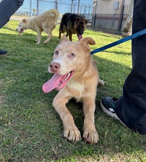 MR. PEACHES, a Adoptable Husky in Delano, CA image 2/4