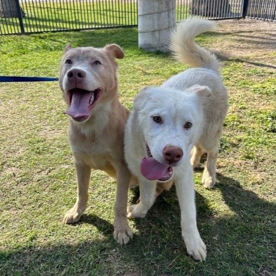 MR. PEACHES, a Adoptable Husky in Delano, CA image 3/4