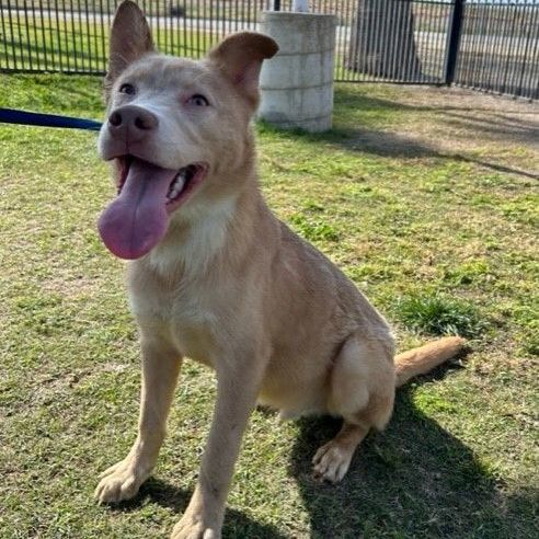 MR. PEACHES, Adoptable, Puppy Male Husky.