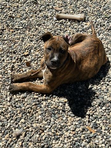 Enlarge Toad, an adopted mixed breed in SACRAMENTO, CA image 2/6