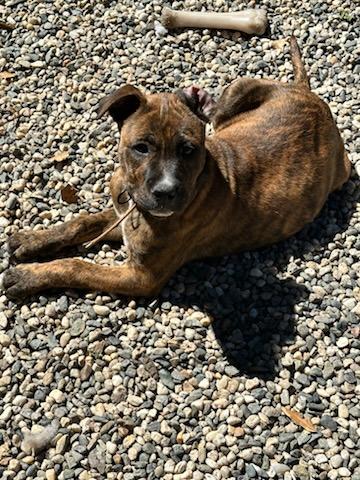 Toad, Adoptable, Puppy Male Pit Bull Terrier & Siberian Husky.
