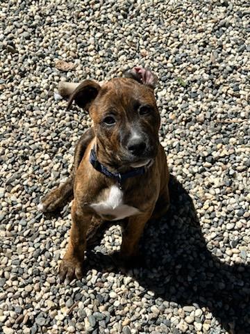Enlarge Toad, an adopted mixed breed in SACRAMENTO, CA image 5/6