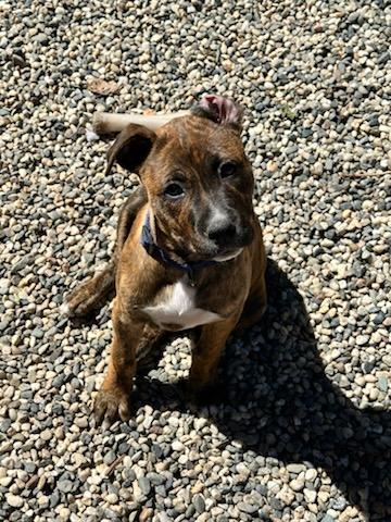 Enlarge Toad, an adopted mixed breed in SACRAMENTO, CA image 3/6