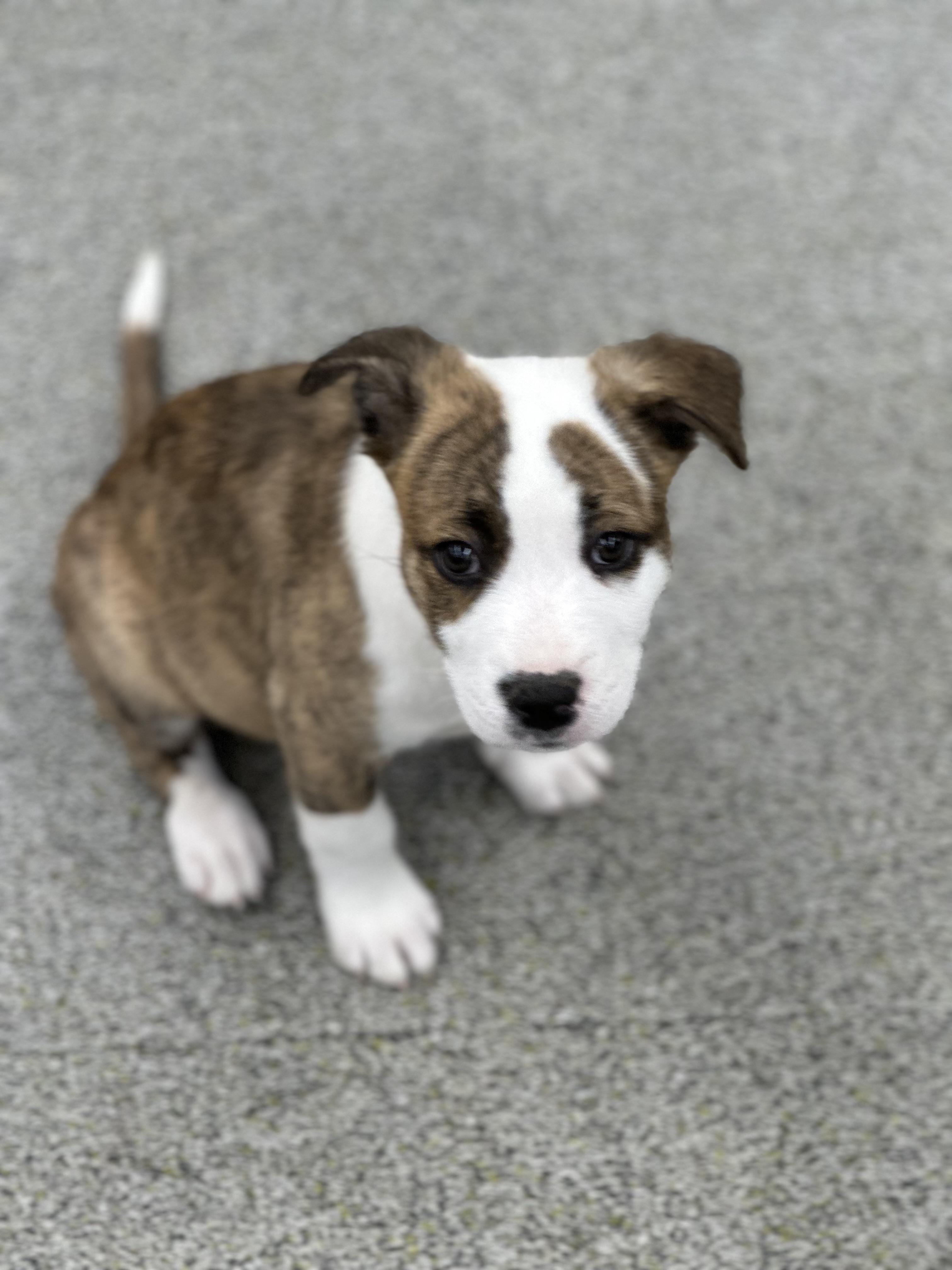 Enlarge Toad, a Adoptable mixed breed in SACRAMENTO, CA image 1/1