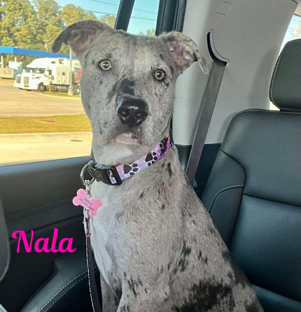 Enlarge NALA, a Adoptable mixed breed in Madisonville, LA image 6/6