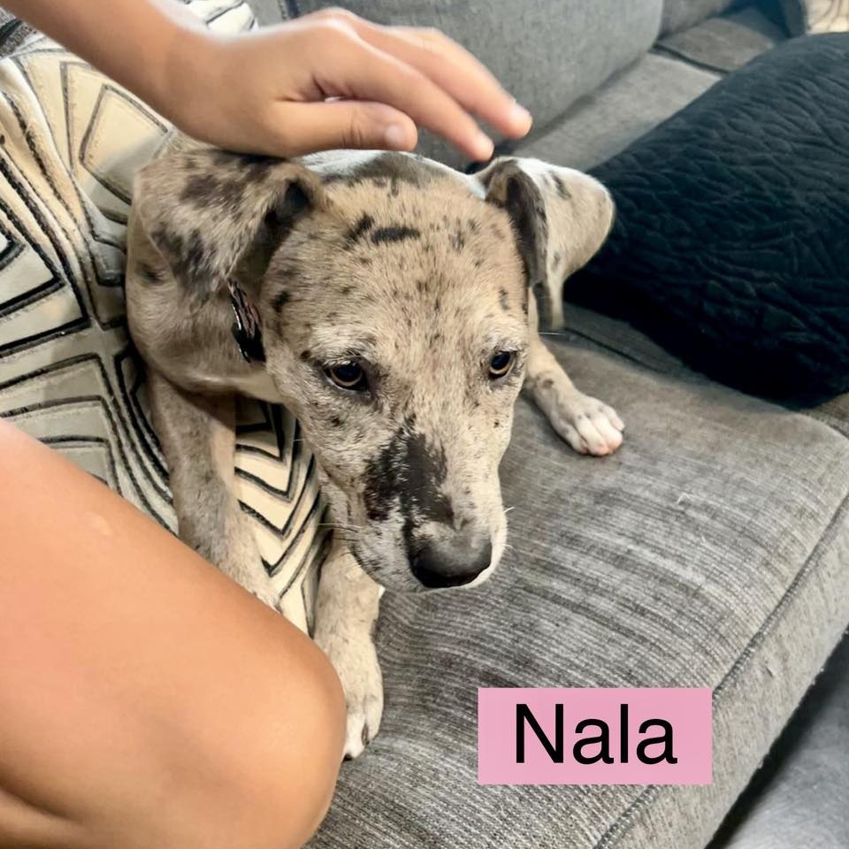 NALA