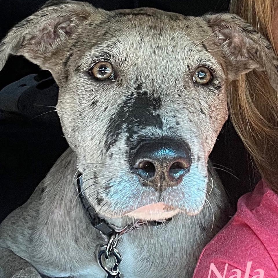 NALA, Adoptable, Adult Female Catahoula Leopard Dog & Hound.