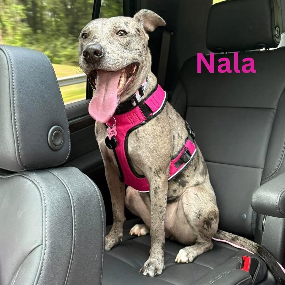 NALA, Adoptable, Adult Female Catahoula Leopard Dog & Hound.