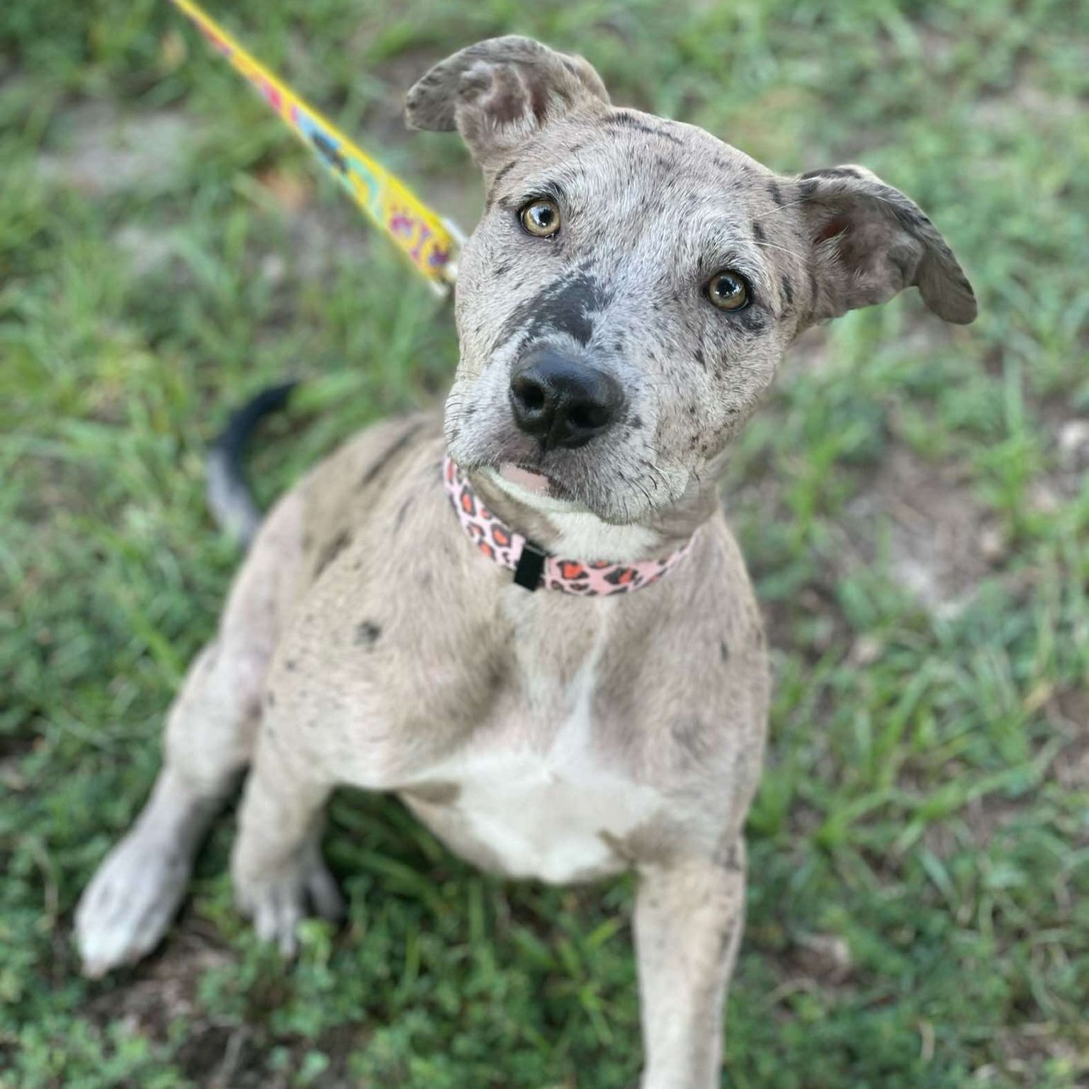 NALA, a Adoptable mixed breed in Madisonville, LA image 4/6