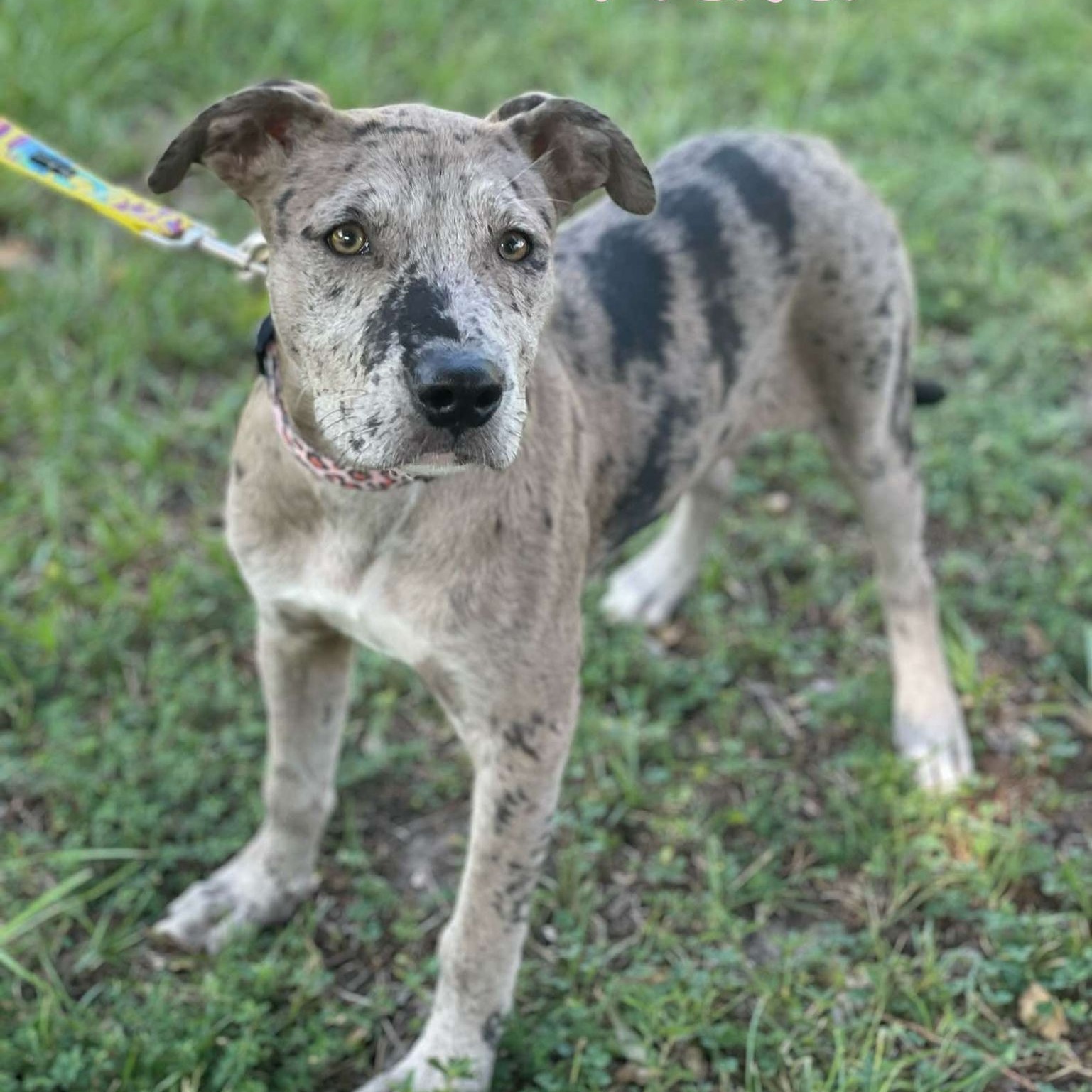 NALA, a Adoptable mixed breed in Madisonville, LA image 5/6