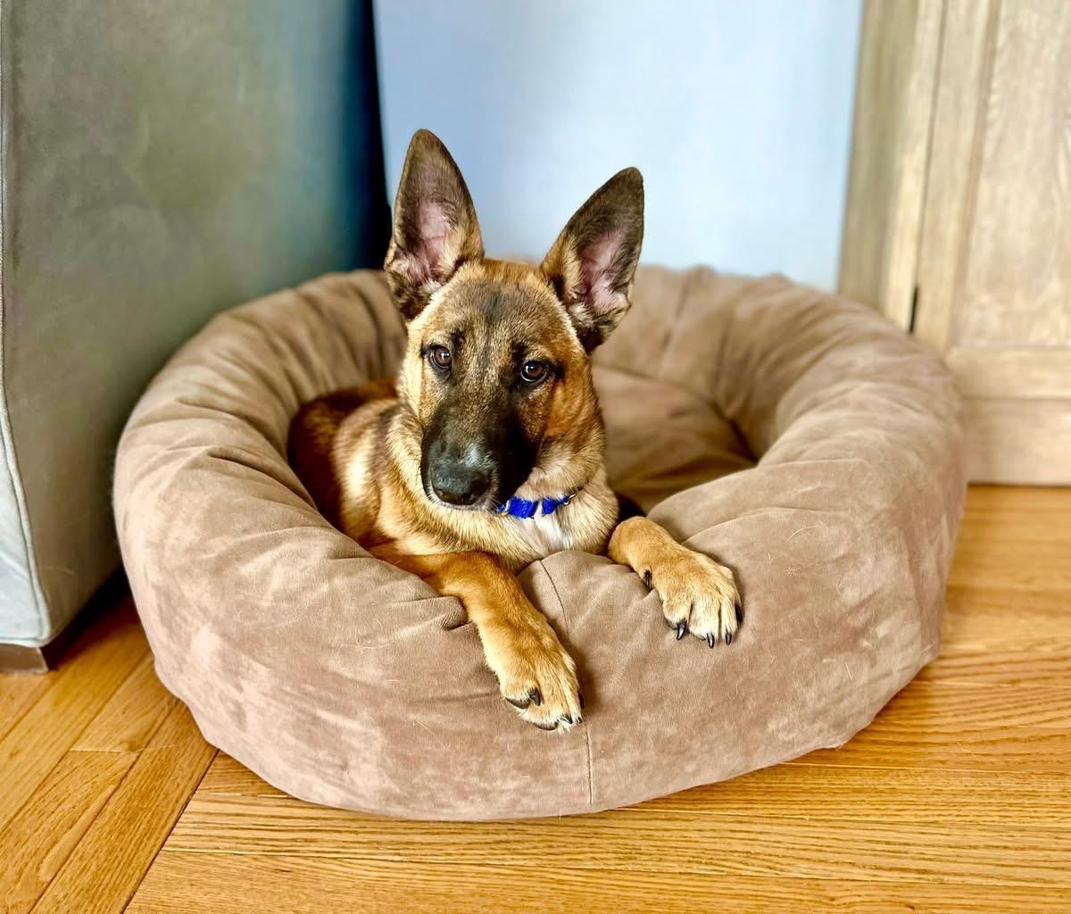 ZARA, an adopted mixed breed in Duxbury, MA image 2/4